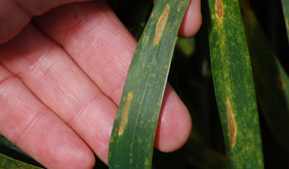 Septoria tritici symptoms in wheat